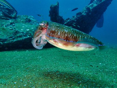 Jan 21 - Similan Diving Safaris